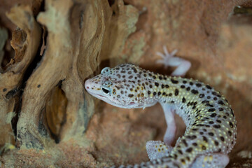 Leopard gecko lizard, close up macro. Cute Leopard gecko portrait (Eublepharis macularius).