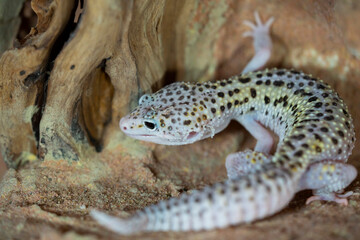 Leopard gecko lizard, close up macro. Cute Leopard gecko portrait (Eublepharis macularius).