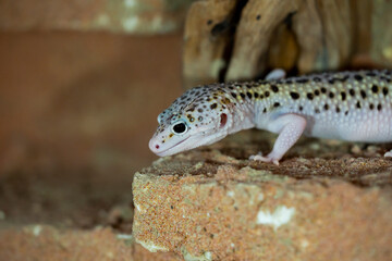 Leopard gecko lizard, close up macro. Cute Leopard gecko portrait (Eublepharis macularius).
