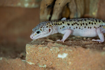 Leopard gecko lizard, close up macro. Cute Leopard gecko portrait (Eublepharis macularius).