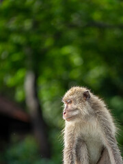 FHD image of monkeys in Baluran National Park, Indonesia