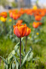 Red tulips in a flower bed.