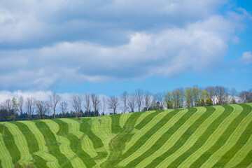 Perfectly striped freshly mowed grass meadow in spring.