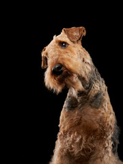 Portrait Nice Airedale terrier on a black background. Beautiful dog in the studio