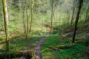 A small river flows through the untouched forests of Latvia. Gaujas national park. Sigulda