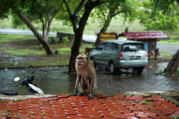 FHD image of monkeys in Baluran National Park, Indonesia