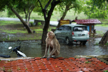 FHD image of monkeys in Baluran National Park, Indonesia