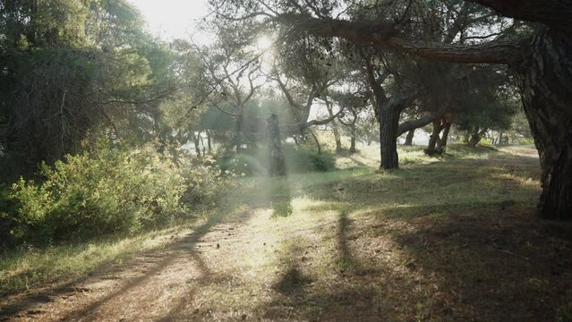 A panoramic shot of a pine forest, with morning sunbeams shining through the tree branches.