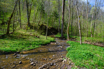 A small river flows through the untouched forests of Latvia. Gaujas national park. Sigulda