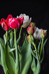 Bouquet of red and white tulip flowers is over dark background, close-up