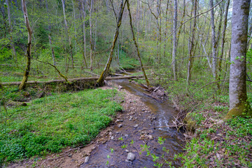 A small river flows through the untouched forests of Latvia. Gaujas national park. Sigulda
