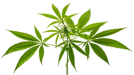Marijuana or Cannabis green leaf. Hemp plant growing. Medical marijuana sativa or indica. Organic cannabis sprout. Legalized drugs. United States Decriminalize. Macro photo. Isolated background  - obrazy, fototapety, plakaty