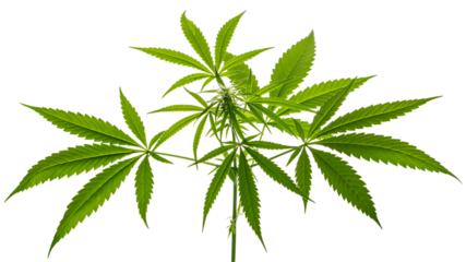 Marijuana or Cannabis green leaf. Hemp plant growing. Medical marijuana sativa or indica. Organic cannabis sprout. Legalized drugs. United States Decriminalize. Macro photo. Isolated background 