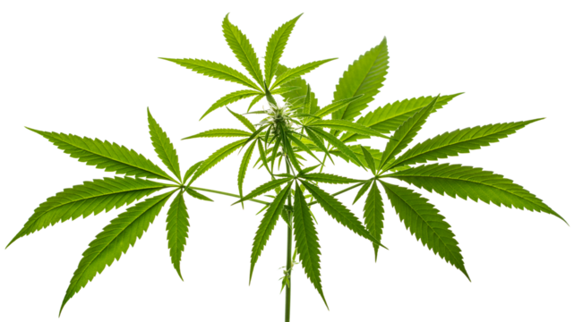 Marijuana or Cannabis green leaf. Hemp plant growing. Medical marijuana sativa or indica. Organic cannabis sprout. Legalized drugs. United States Decriminalize. Macro photo. Isolated background 
