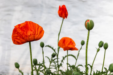 Obraz premium Red poppy flowers are over white wall background, close-up photo