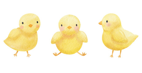 Three watercolor cute cartoon yellow chickens. Cute baby bird illustration for design. Funny Easter illustration.