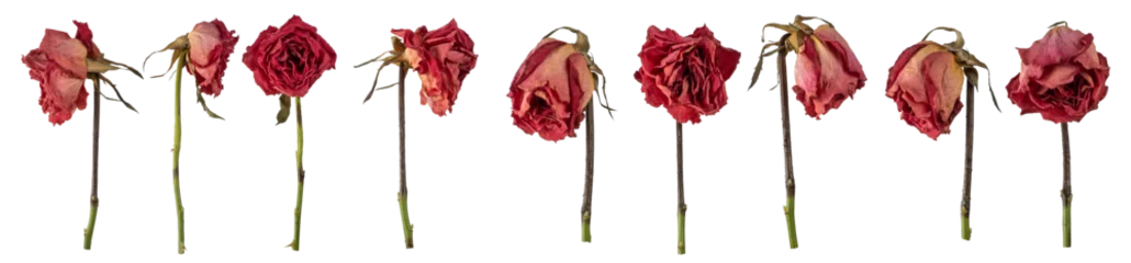 Poster Dried  rose lives isolated on transparent background. PNG file. © paulmalaianu