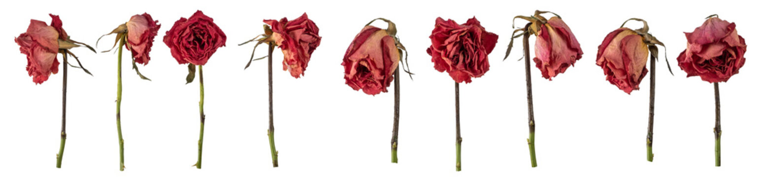 Dried  rose lives isolated on transparent background. PNG file.