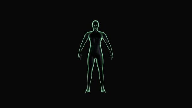 4k 3D human body glowing animation, absorbing the energy, seamless loop blue screen
