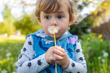 A child in nature blows a dandelion. Selective focus.
