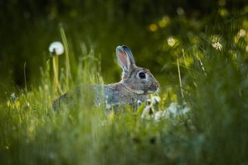 European rabbit (Oryctolagus cuniculus) on a meadow.