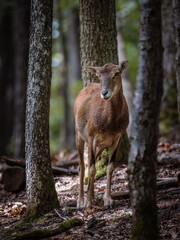 Female european mouflon (Ovis aries musimon) in the forest
