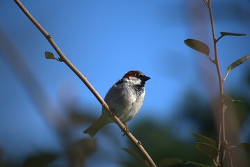 Moineau domestique .