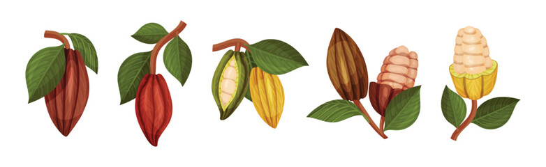Organic Cocoa Beans in Pod and Green Leaf Vector Set
