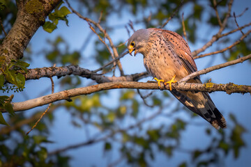 Portrait of a common kestrel (Falco tinnunculus) perched on a trunk.