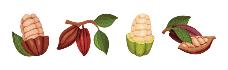 Organic Cocoa Beans in Pod and Green Leaf Vector Set