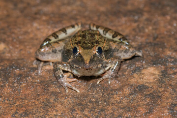 Sharp-nosed Grass Frog (Ptychadena oxyrhynchus)	