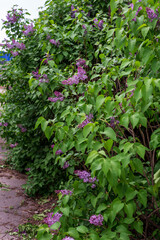 Fototapeta na wymiar lilac bushes in spring