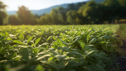 Fototapeta premium Modern organic Cultivation of Food, made with generative AI