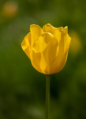 Closeup of single sunlit flower of Tulipa 'Jan van Nes' in a garden in spring