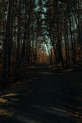 Fototapeta premium forest
