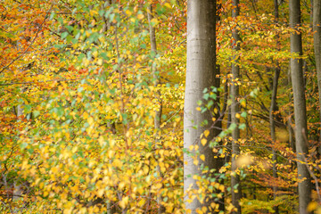 Forest in beautiful autumn shades and sunlight.
