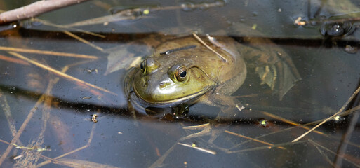 Bullfrog, Preserving Fragile Amphibian Life: Poignant Picture of Bullfrog in Pond Raises Awareness of Frog Poaching.  Wildlife Photography. 