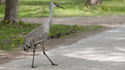Fototapeta premium Resilient Sandhill Crane: Witness the Journey of a Big Bird Healing on its Path at a Conservation Area. Wildlife Photography