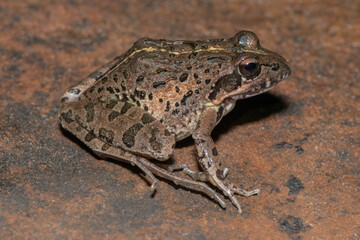 Clicking Stream Frog, Gray’s Stream Frog, Spotted Stream Frog (Strongylopus grayii)