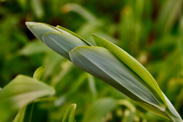 Obraz premium Solomon’s seal bud