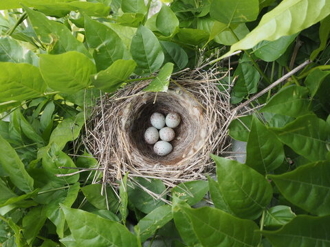 cinco huevos en nido de pardillo común