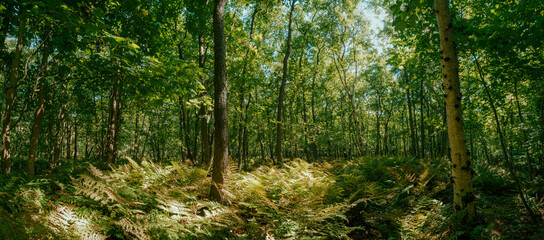 Panorama view of summer forest with ferns and tree trunks