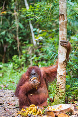 Portrait of Bornean Orangutan, Pongo pygmaeus in Latin name, semi wild orangutan in Semenggoh Nature Reserve in Kuching, Sarawak, Malaysia