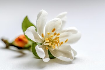 Obraz na płótnie Canvas close-up of a vibrant flower on a clean white background Generative AI