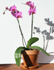 isolated pink orchid plant. With copyspace