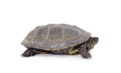 Obraz premium One beautiful turtle.