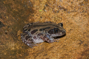 Bubbling Kassina, or Senegal running frog (Kassina senegalensis)