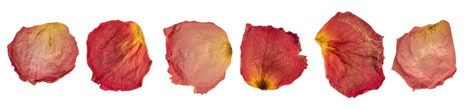 Dry petal of rose isolated on transparent background