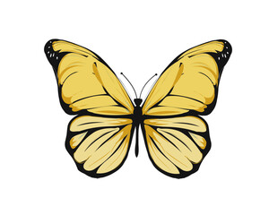 butterfly yelow isolated on white