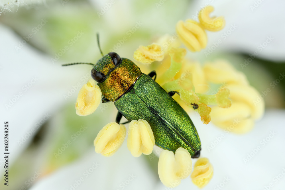 Canvas Prints Jewel beetle, Metallic wood-boring beetle (Anthaxia nitidula), sitting on a flower of apple tree. The larvae of this insect develop in the wood of, among others, trees in orchards.